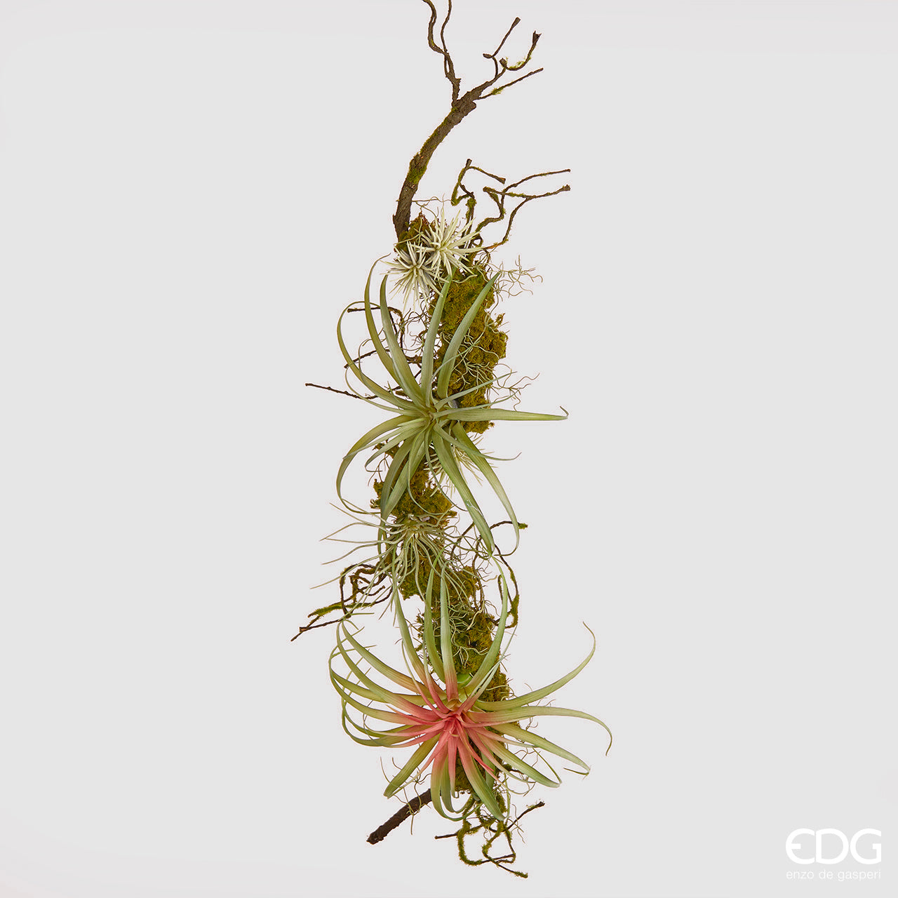 Tralcio Tillandsia con muschio, L. 94cm. EDG