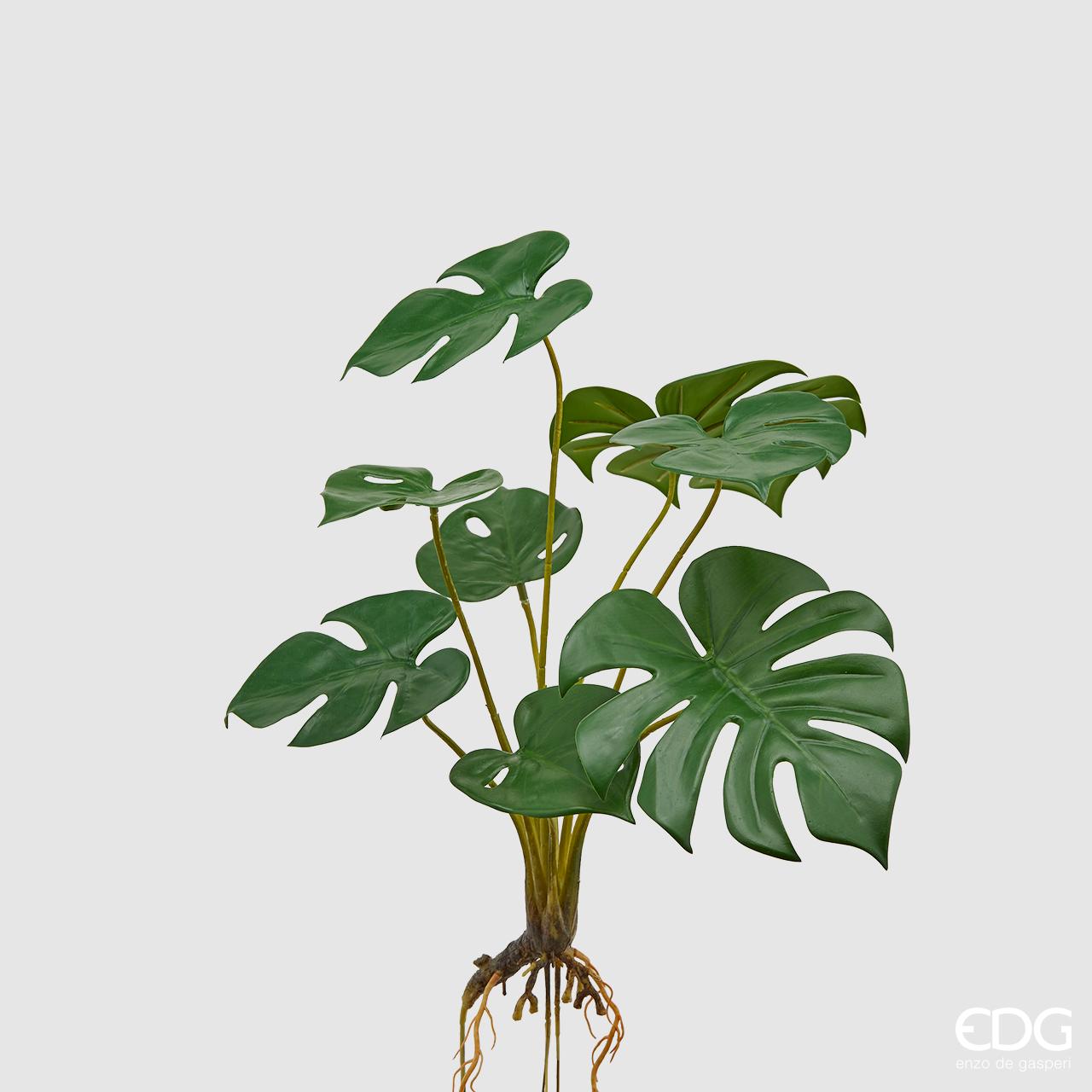 Monstera Chic con radici H.44 cm. EDG