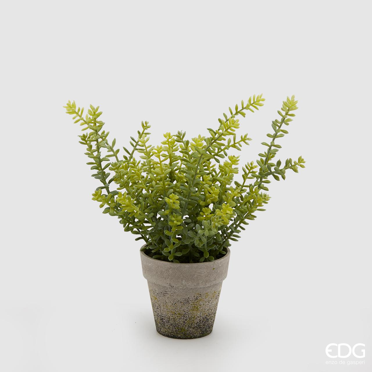 Pianta grassa Sedum Succulent con vaso beige, H.21cm. EDG