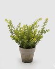 Pianta grassa Sedum Succulent con vaso beige, H.21cm. EDG