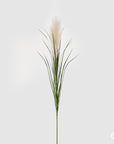 Pampas West ramo con 2 steli H. 110cm. EDG