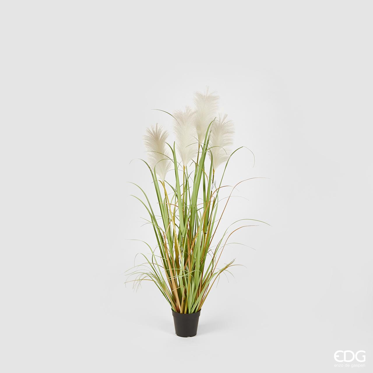 Pampas pianta con vaso H.127 cm. EDG