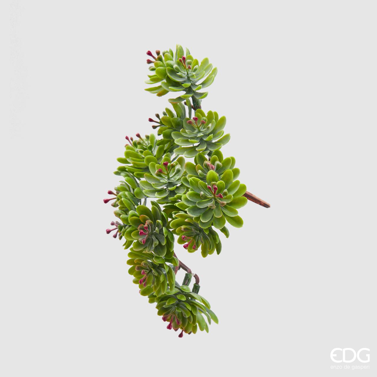 Mazzetto Crassula ovata Bell, colore verde/ruggine, H. 12 cm. EDG