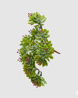 Mazzetto Crassula ovata Bell, colore verde/ruggine, H. 12 cm. EDG