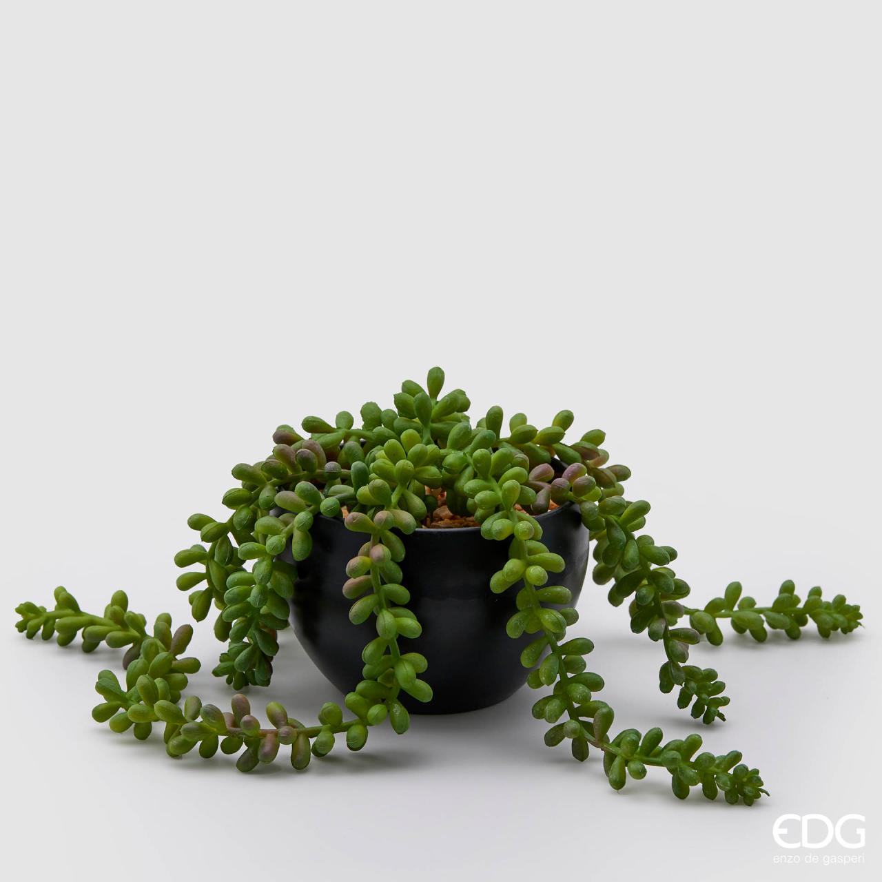 Pianta grassa Sedum con vaso colore nero, H.10x D.11 cm. EDG