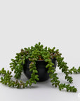 Pianta grassa Sedum con vaso colore nero, H.10x D.11 cm. EDG
