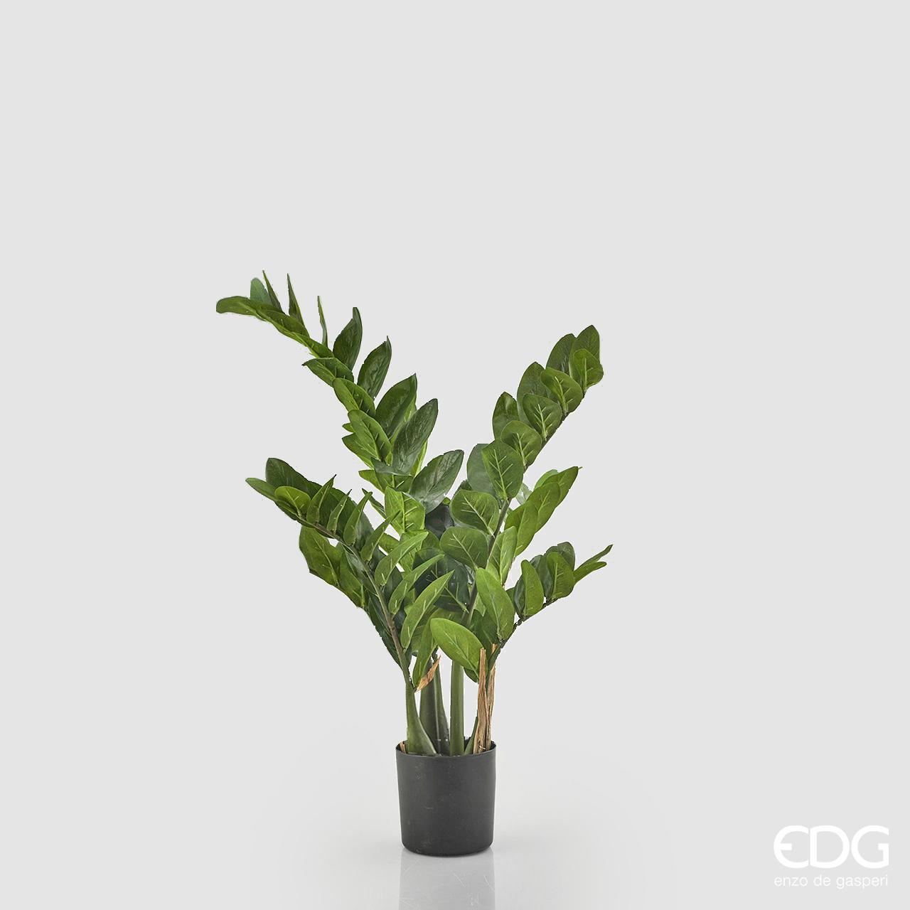 Zamifolia con vaso H.70cm. (116 foglie). EDG