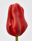 Tulipano Olis, bouquet da 3 tulipani, colore rosso, H. 48 cm. EDG