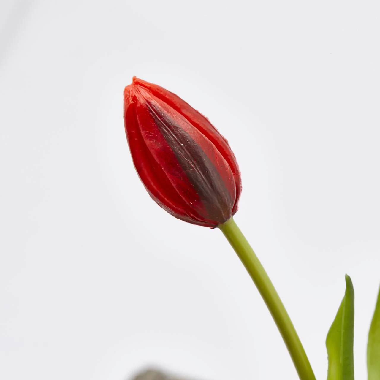 Tulipano Olis, bouquet da 3 tulipani, colore rosso, H. 48 cm. EDG