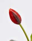 Tulipano Olis, bouquet da 3 tulipani, colore rosso, H. 48 cm. EDG