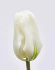 Tulipano Olis, bouquet da 3 tulipani, colore bianco, H. 48 cm. EDG