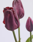 Tulipano Olis, bouquet da 3 tulipani, 2 colori assortiti viola, H. 48 cm. EDG