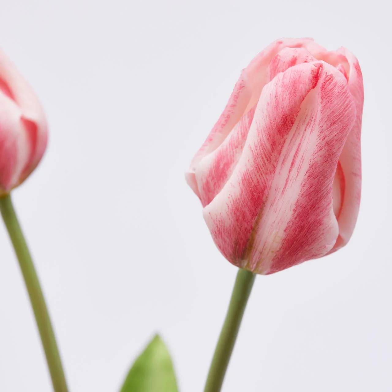 Tulipano Olis, bouquet da 3 tulipani, colore rosa sfumato, H. 48 cm. EDG