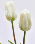 Tulipano Olis, bouquet da 3 tulipani, colore bianco, H. 48 cm. EDG