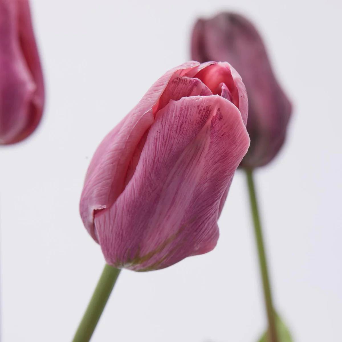 Tulipano Olis, bouquet da 3 tulipani, 2 colori assortiti viola, H. 48 cm. EDG