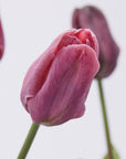 Tulipano Olis, bouquet da 3 tulipani, 2 colori assortiti viola, H. 48 cm. EDG